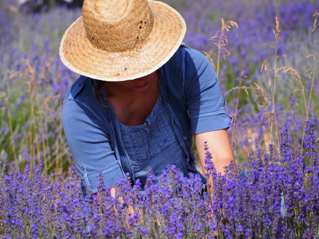 Aceite Esencial de Lavanda 30 ml - www.lavanda.cat