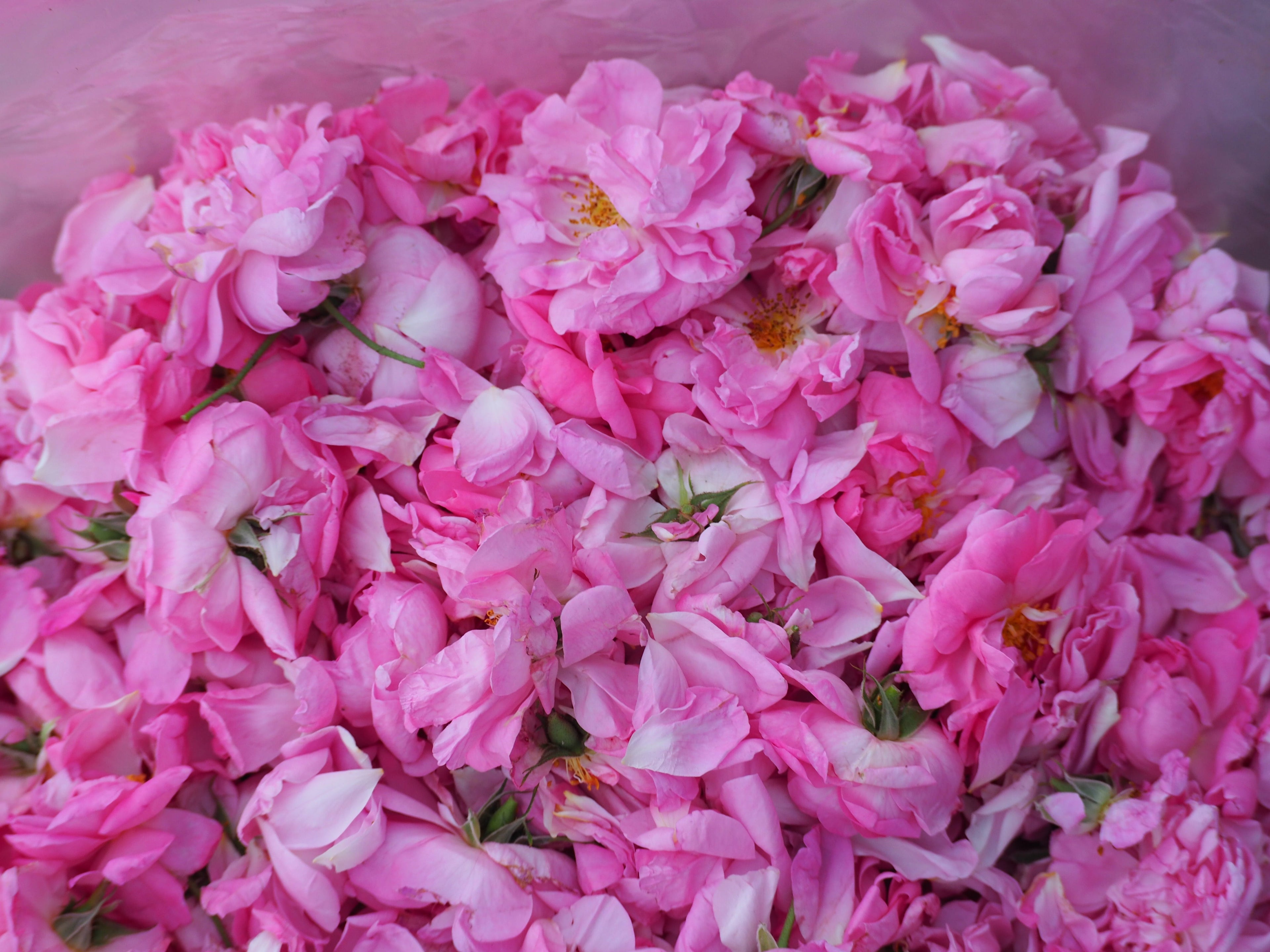 Agua de Rosa Damascena