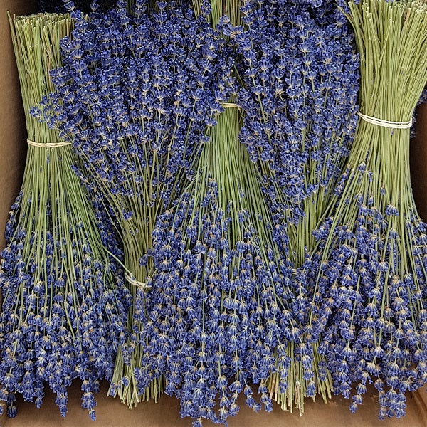 Ramillete de Lavanda - www.lavanda.cat