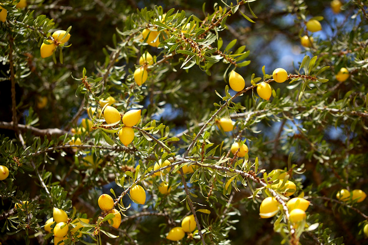 Aceite de Argán con Lavanda 30 ml - www.lavanda.cat