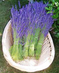 Ramillete de Lavanda - www.lavanda.cat