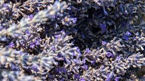 Flores de Lavanda a Granel - www.lavanda.cat
